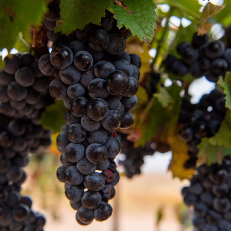 Clusters of Aglianico grapes.