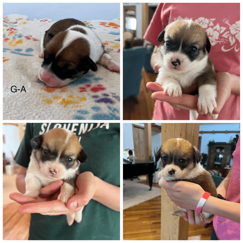 Collage of Jingles' Spring Corgipoo Litter showing 4 images of the puppy's growth.