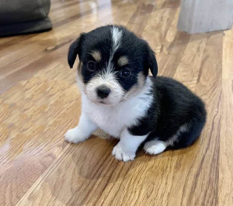 Flopsy’s Christmas Corgipoo Litter