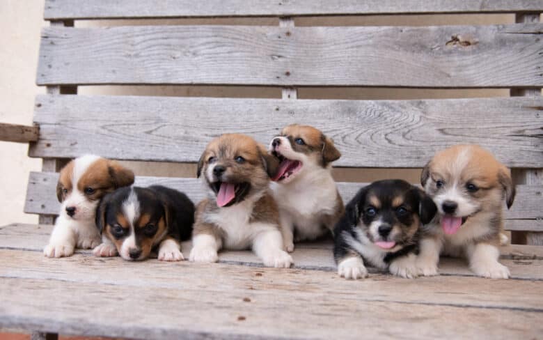 Puppies from Jingles Spring Corgipoo Litter on a bench looking to the left.