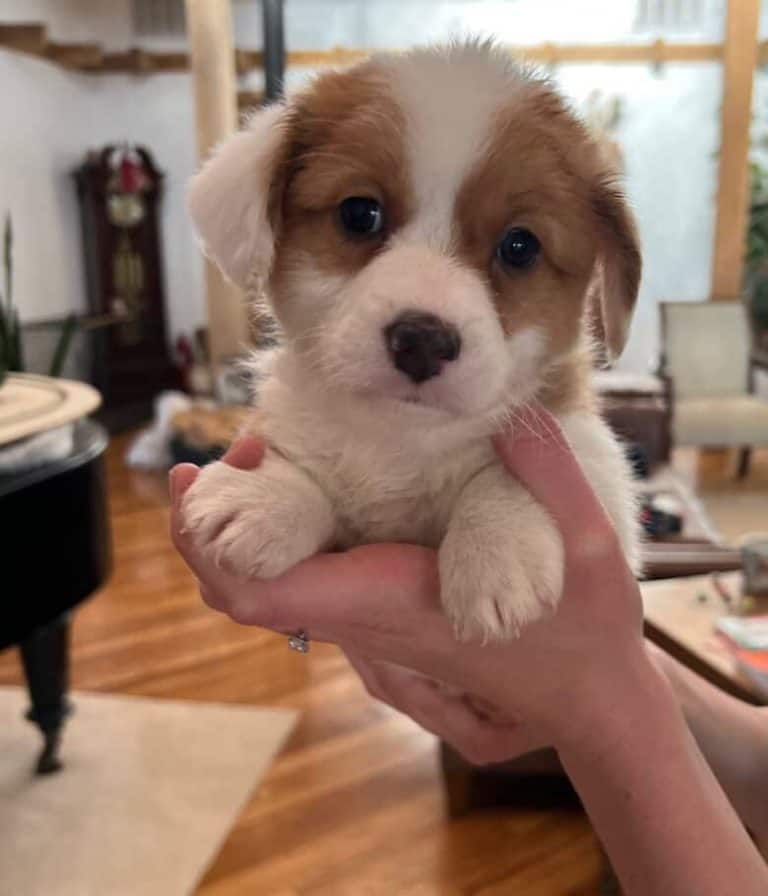 Schnuki’s Christmas Corgipoo Litter