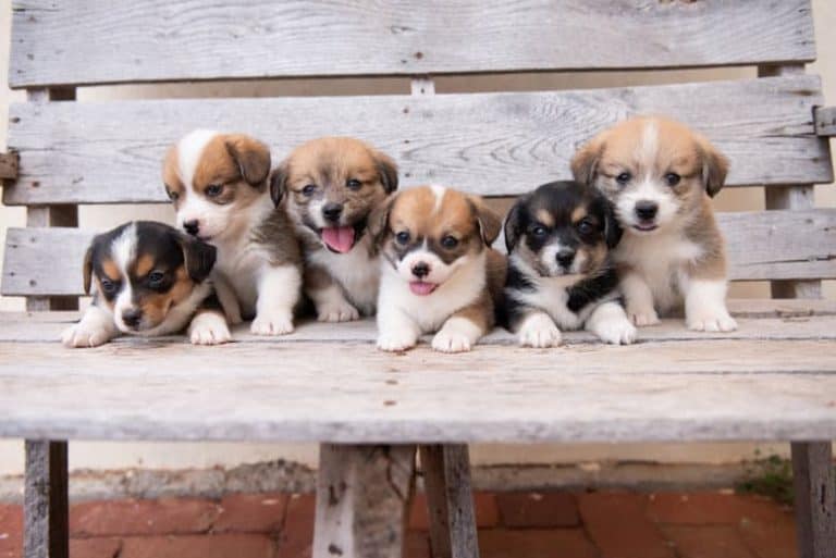 Jingles’ Spring Corgipoo Litter