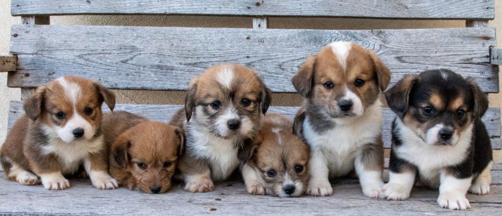 Corgipoos on a bench