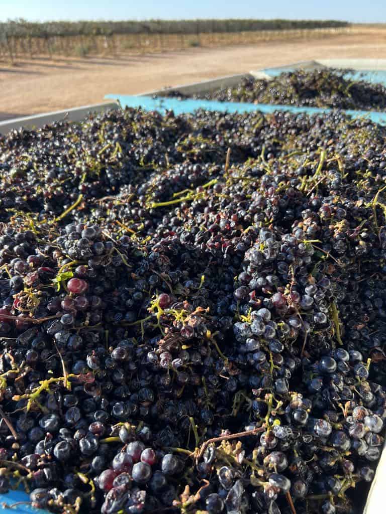 Aglianico Grapes Harvested at Oswald Vineyard