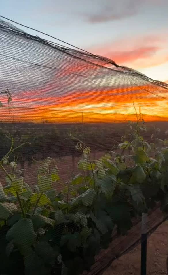 Hail Netting at Sunset in Oswald Vineyard