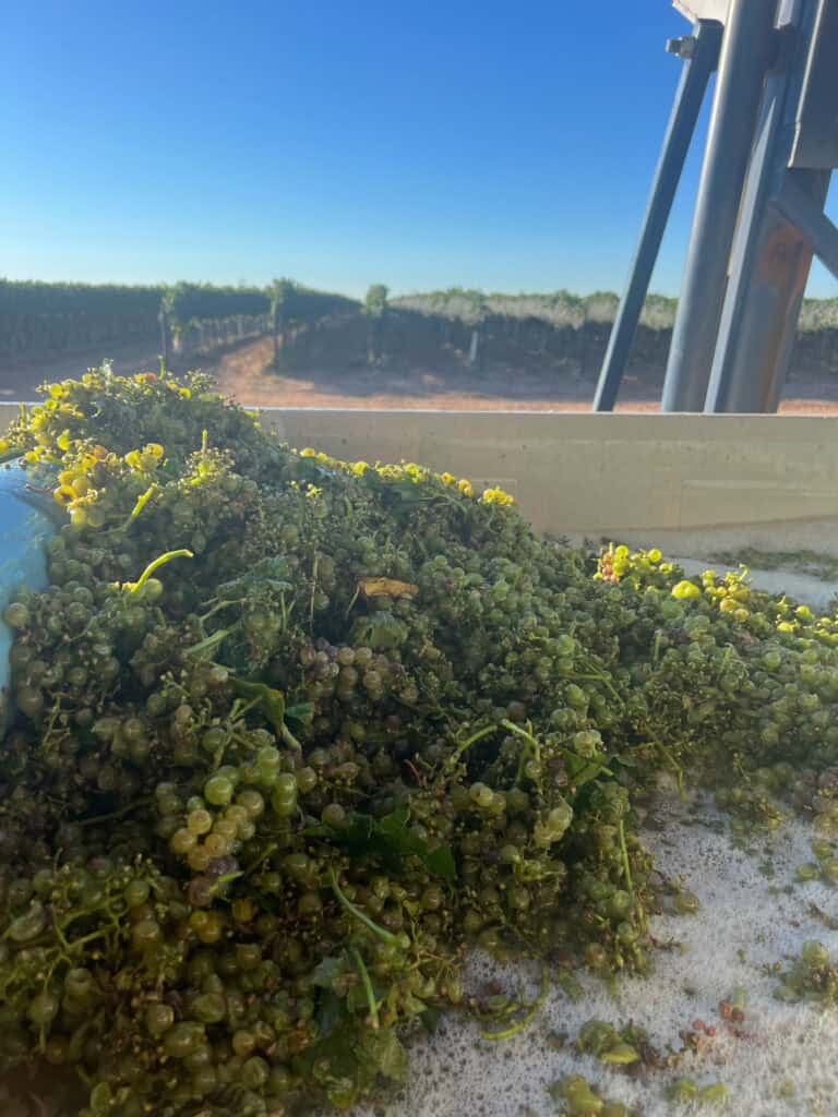 Harvested Roussanne grapes in a grape bin