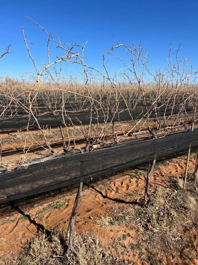 Oswald Vineyard vines after the hail netting is lowered and before pre-pruning