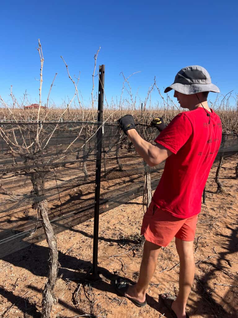 Zane lowering the hail netting at Oswald Vineyard in preparation for pre-pruning