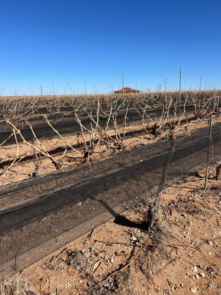 Oswald Vineyard vines after the Pellenc pre-pruner had pre-pruned the vines